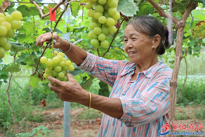 淮土鎮：陽光玫瑰豐收 拓寬鄉村振興致富路