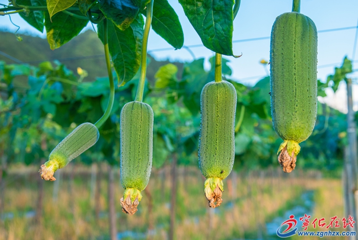 寧化淮土：小絲瓜變身“致富瓜” 育出增收新希望