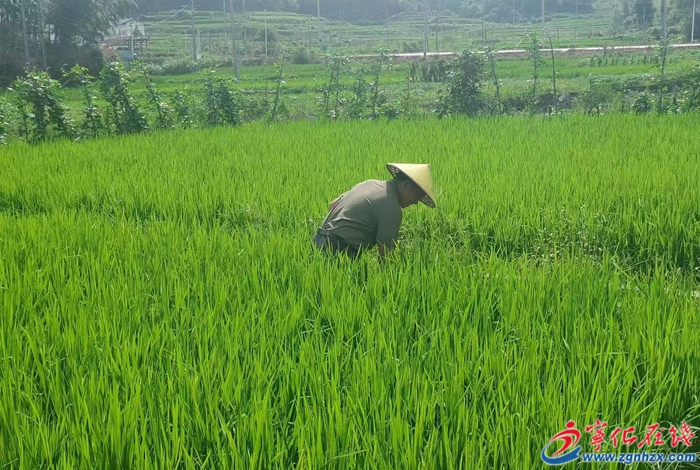 年產值3000萬元!寧化河龍貢米產業引領鄉村振興新篇章