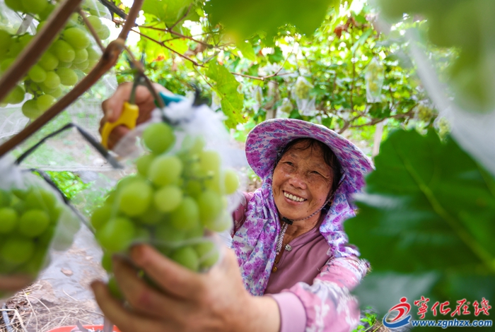 寧化石壁鎮：閩臺農業融合發展基地葡萄喜迎豐收