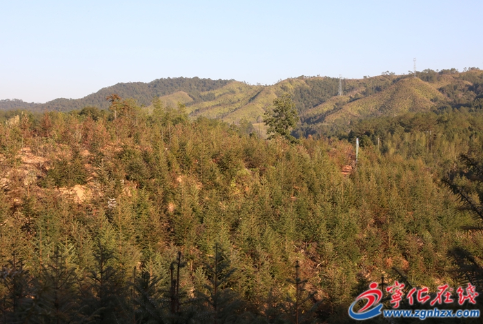 寧化:合作育“青山”?村財(cái)有“靠山”