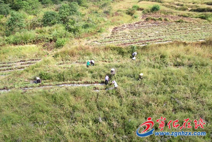 濟村鄉：仙草迎豐收 撂荒地成“致富地”