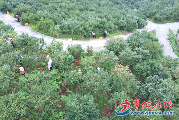 寧化：金秋茶果掛枝頭 油茶山林喜豐收