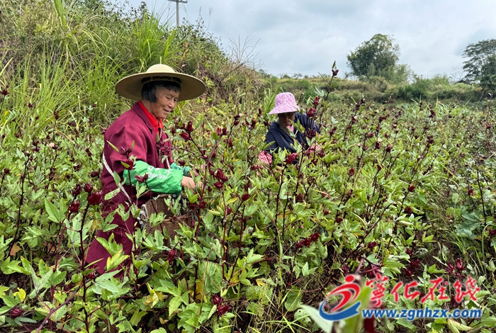 淮土鎮大王村：花田“喜事” 撂荒地變“增收地”
