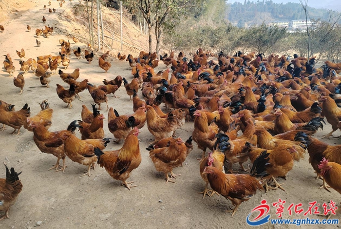 河龍貢雞,鄉村振興新“雞”遇