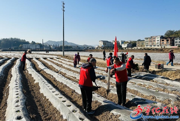 寧化石壁鎮:抗旱移栽保烤煙