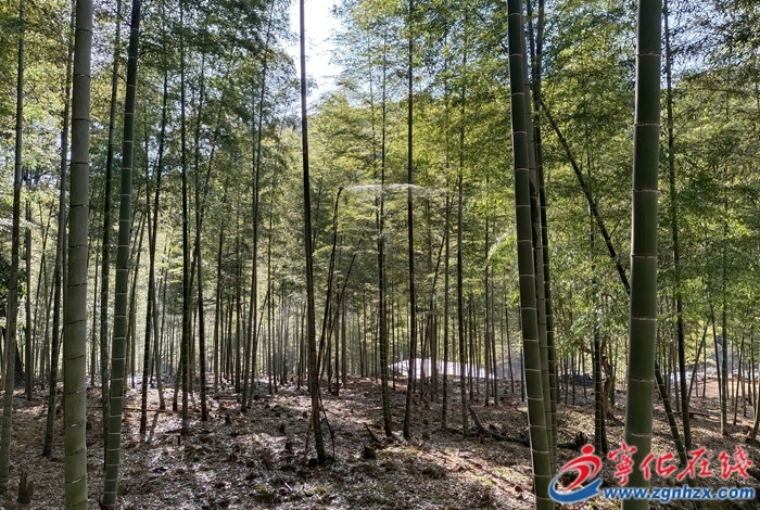 一根翠竹的蛻變：寧化竹農的致富密碼