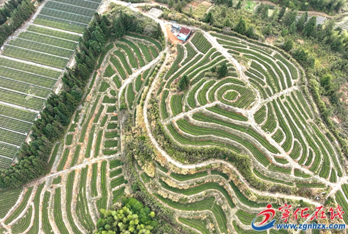寧化：茶農搶抓農時養護春茶