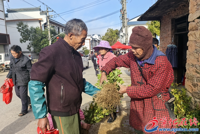 寧化:人勤春早苗木俏銷