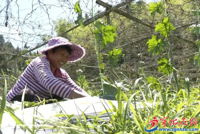 濟(jì)村鄉(xiāng):改善絲瓜種植條件 提質(zhì)增效促農(nóng)增收