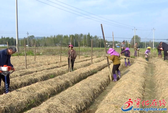 湖村鎮(zhèn):新農(nóng)機助力竹蓀春季種植