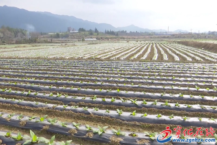 國家級榮譽/連續6年全市第一/產值超10億……寧化這項工作亮點多多!