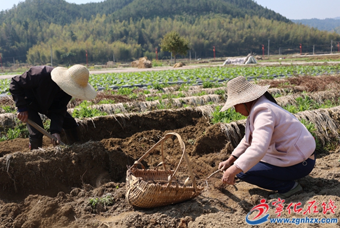 曹坊鎮：淮山種植 奏響鄉村振興“致富曲”