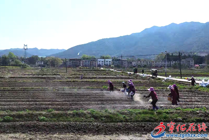 湖村鎮(zhèn)：播撒土壤調(diào)理劑 助力農(nóng)業(yè)綠色發(fā)展