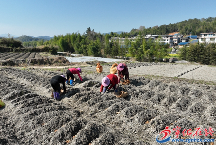 曹坊鎮(zhèn)：生姜種植忙 春耕孕希望