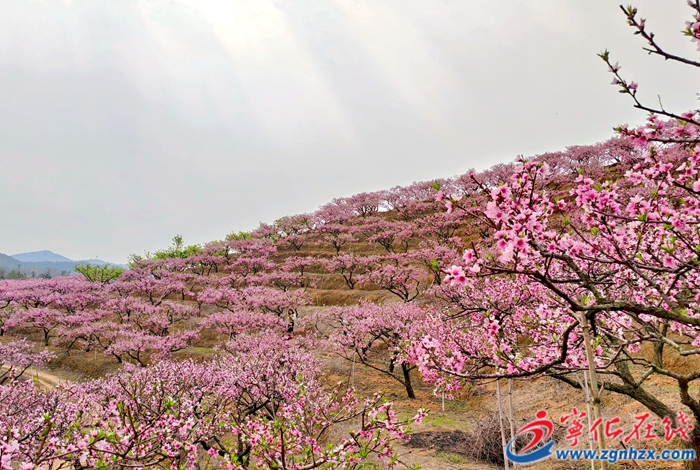 寧化百畝桃花繪就春日畫卷