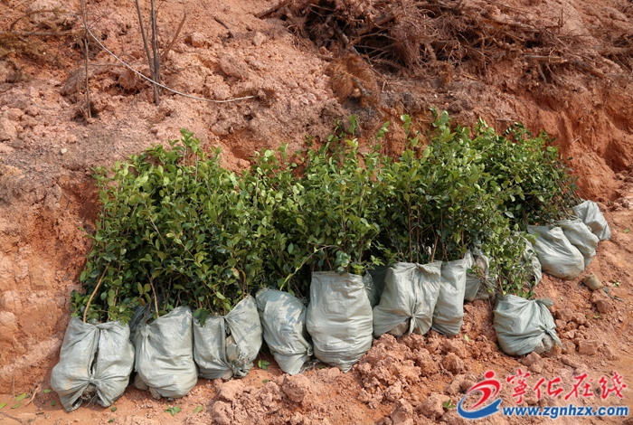 寧化加快推進“液體黃金”油茶經濟示范帶建設