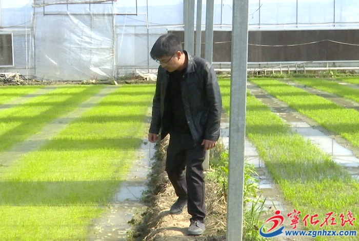 湖村鎮(zhèn)：種業(yè)發(fā)展新引擎 鋪就振興新“稻”路