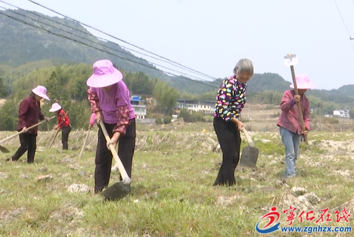 曹坊鎮(zhèn)：發(fā)展檳榔芋種植 助推農(nóng)民增收致富