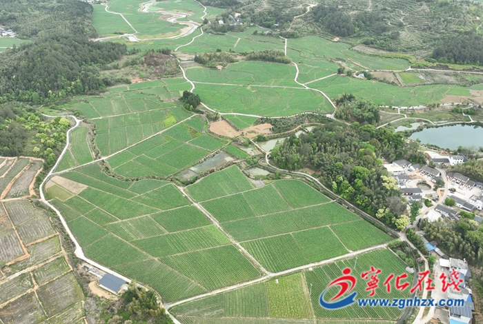 寧化：8萬畝河龍貢米開啟大面積播種工作