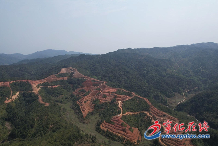 寧化：20萬畝油茶樹成就4億元富民產業