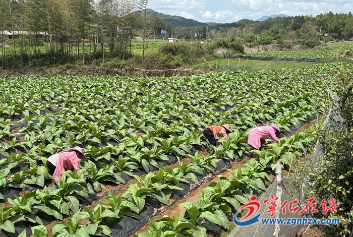 邱茯金：種糧大戶念好科技經