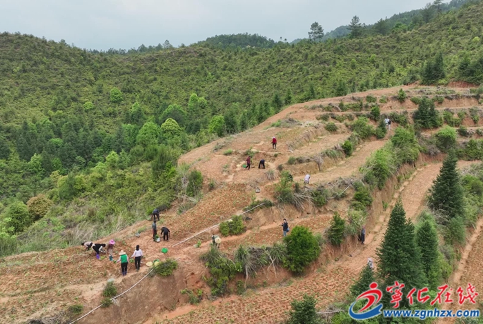 方田鄉：種植中草藥  蹚出致富新路子