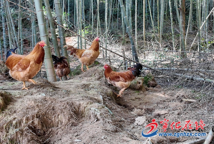 河龍鄉(xiāng)：鄉(xiāng)村振興新“雞”遇