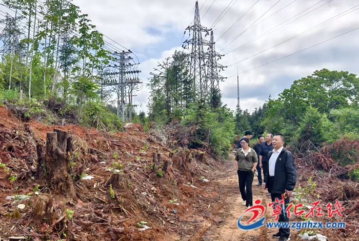 寧化：“油茶+西瓜”，林下套種助增收