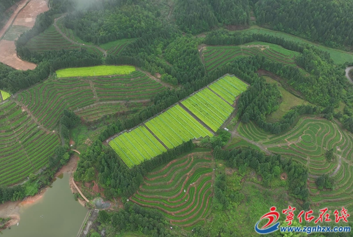 寧化：春茶采制進入收尾階段