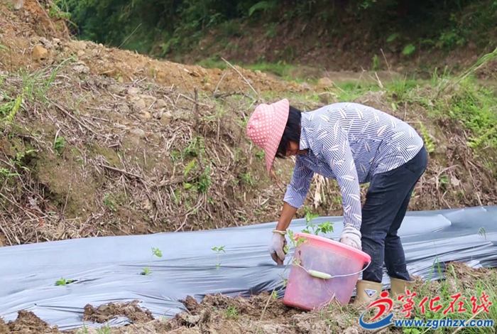 濟(jì)村鄉(xiāng)：千畝撂荒地陸續(xù)種上仙草