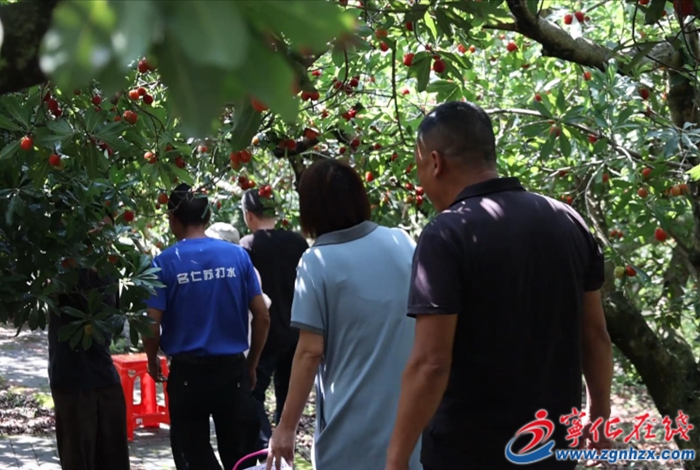 淮土鎮(zhèn)：赤嶺楊梅紅 采摘正當(dāng)時(shí)