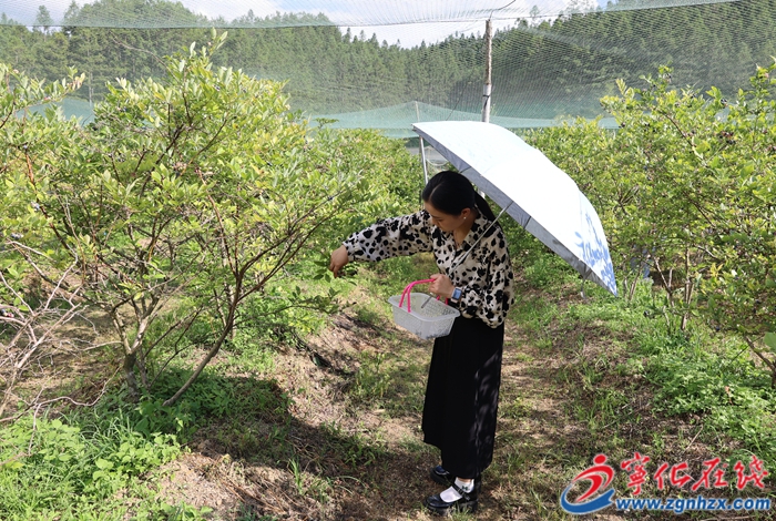 寧化：藍莓采摘迎豐收