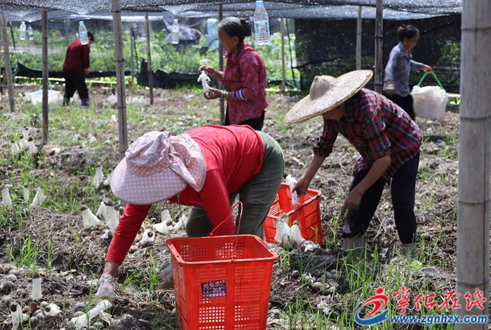 水茜鎮:竹蓀采摘正當時,助農增收促振興