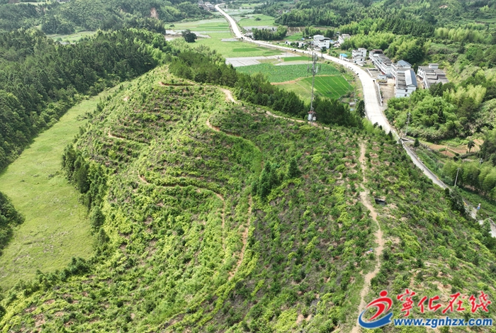 寧化:花果飄香!“油茶+”模式實現一地多收