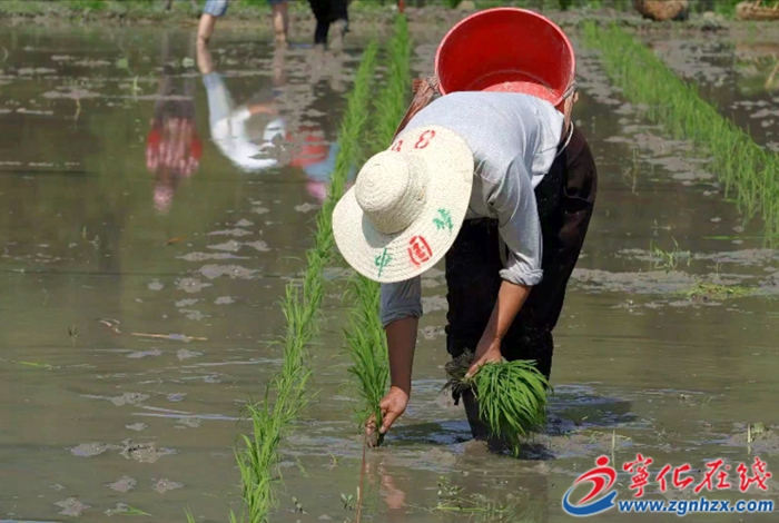 曹坊鎮：水稻制種忙
