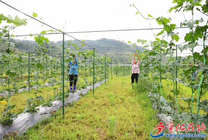 深耕八年，寧化這個閩臺“果蔬園”做大啦