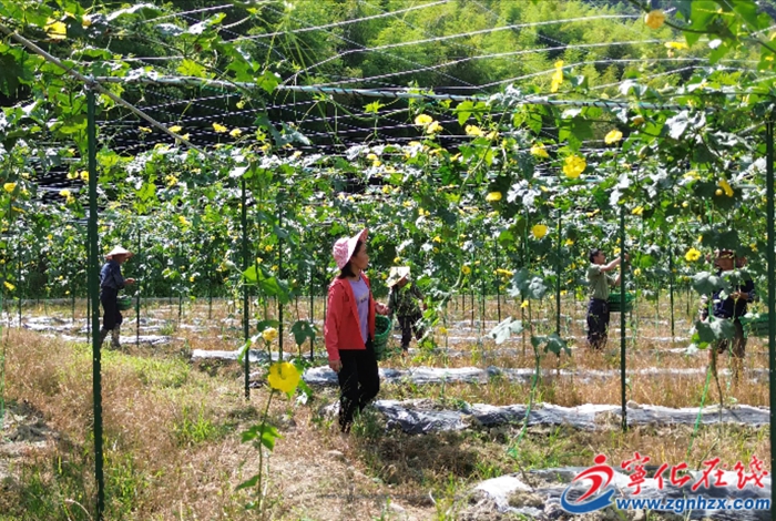 濟村鄉：蘋果絲瓜喜豐收 閩臺農業結碩果