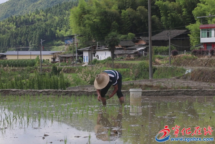 濟村鄉:水稻制種進行時