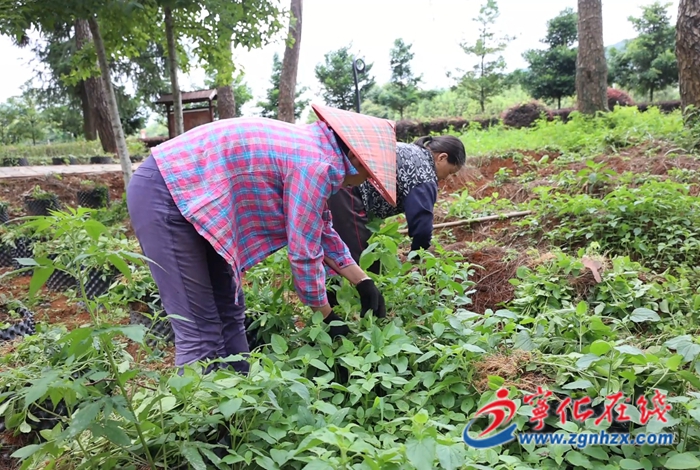 湖村鎮(zhèn)：中草藥種進(jìn)公園 閑置空間變身“致富園”