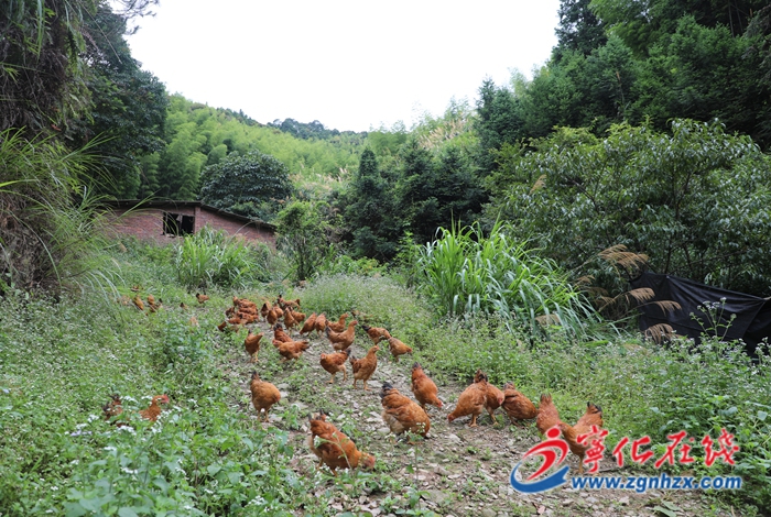 滿山生態(tài)雞 自強(qiáng)創(chuàng)業(yè)路