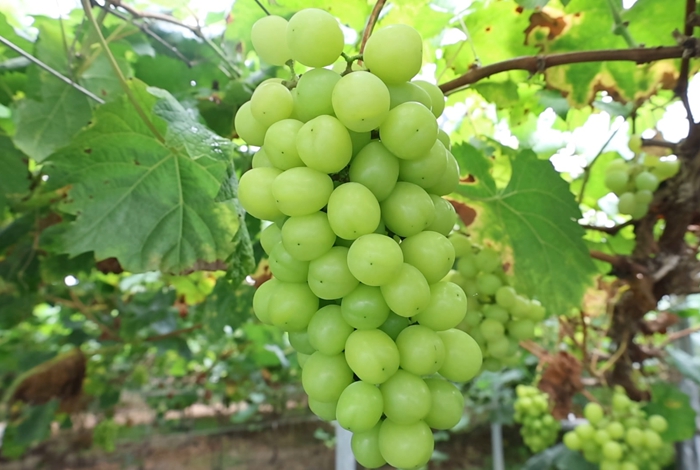 湖村鎮：葡萄串起富民路