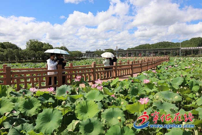 石壁鎮(zhèn):夏荷競綻放 游客觀光忙
