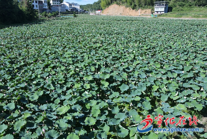 城郊上畬：百畝白蓮迎來豐收特色產業助農增收