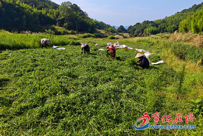 撂荒地變身“藥材寶庫”，寧化泉上鎮延祥村薄荷仙草采摘忙