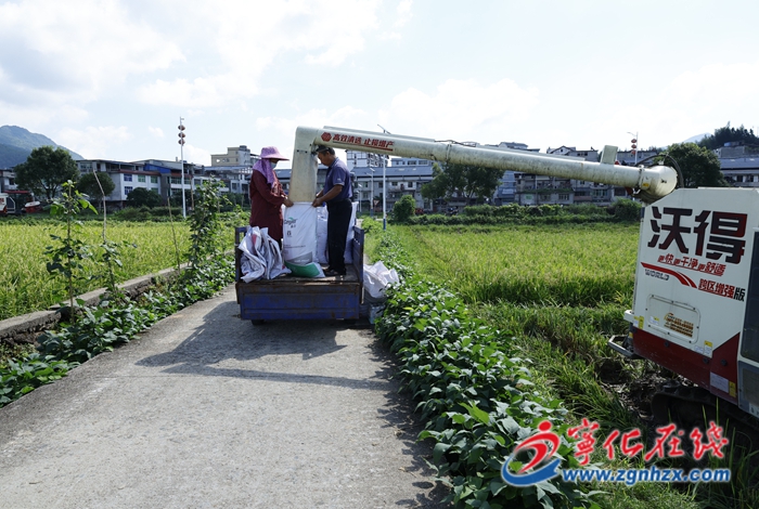 寧化：2800畝早稻制種進入收割期