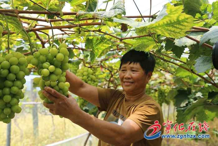 淮土鎮(zhèn)：現(xiàn)代農(nóng)業(yè)產(chǎn)業(yè)扎根禾坑村 鋪就鄉(xiāng)村振興“致富路”