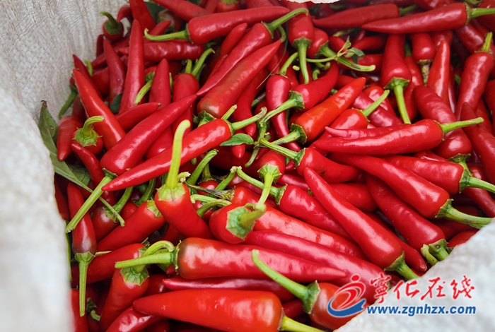 中沙鄉：發展“辣”產業 奏響增收“椒”響曲