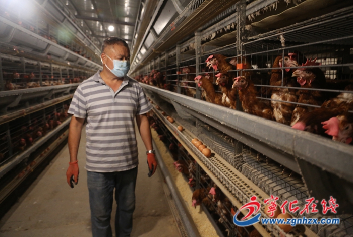 數據化養雞“快又好”