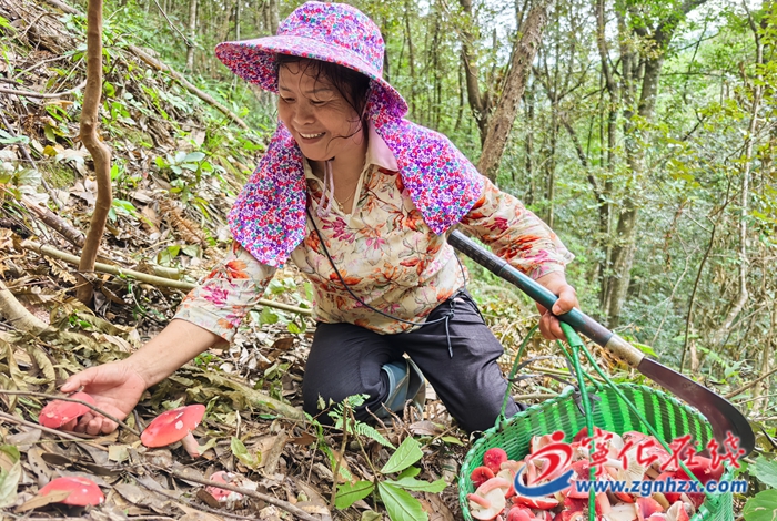 寧化：林下“紅寶石”